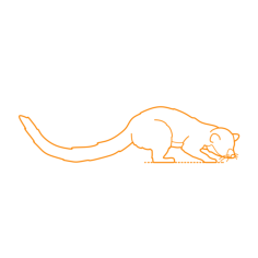 Animals Procyonids Olinguito Stencil Svg Vector, Free Vectors File